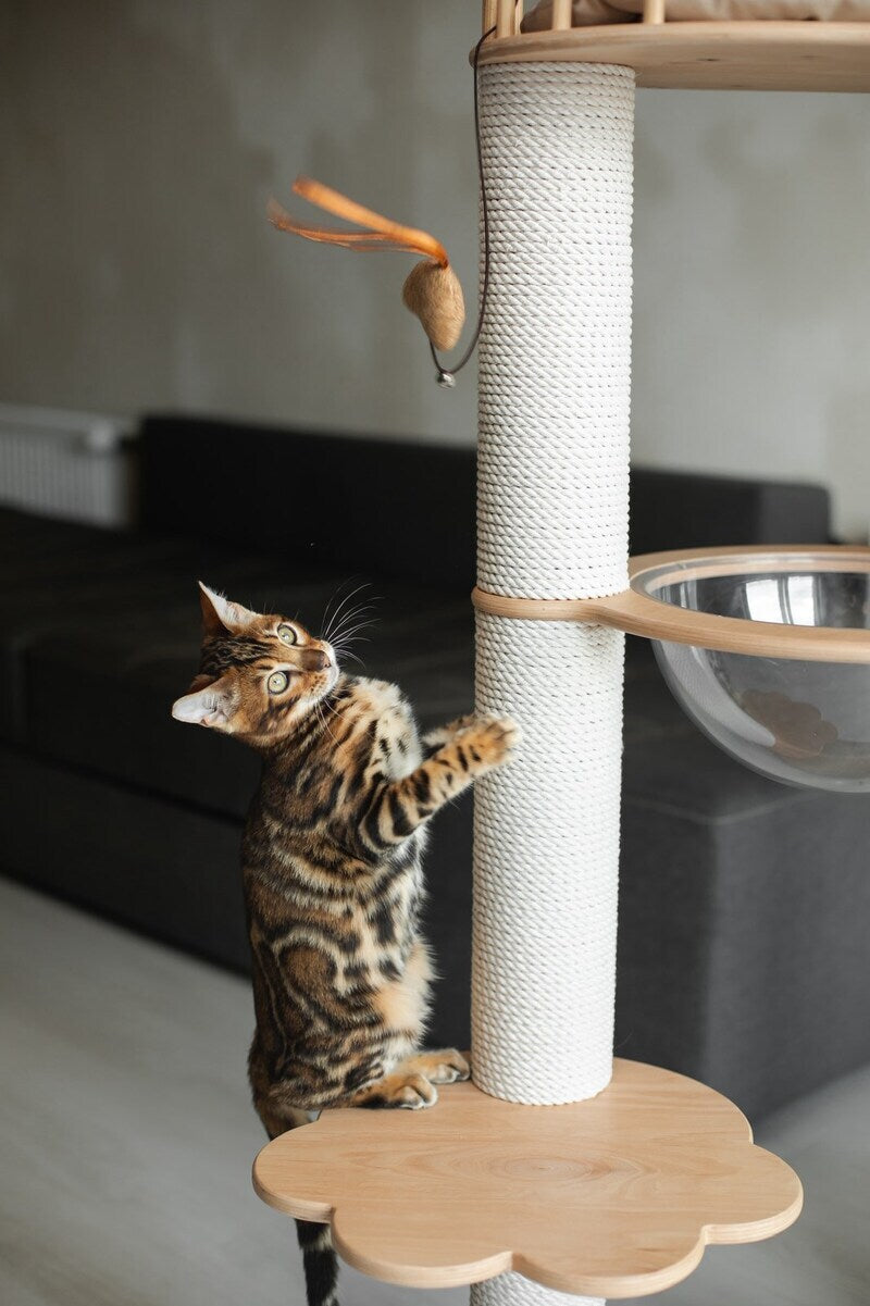Jaime Bengal male black spotted tabby - live animals