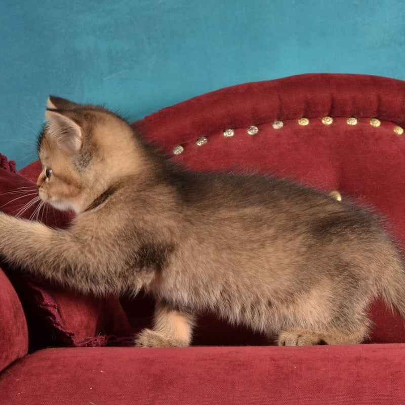 Iriska Scottish Straight female, black ticked tabby