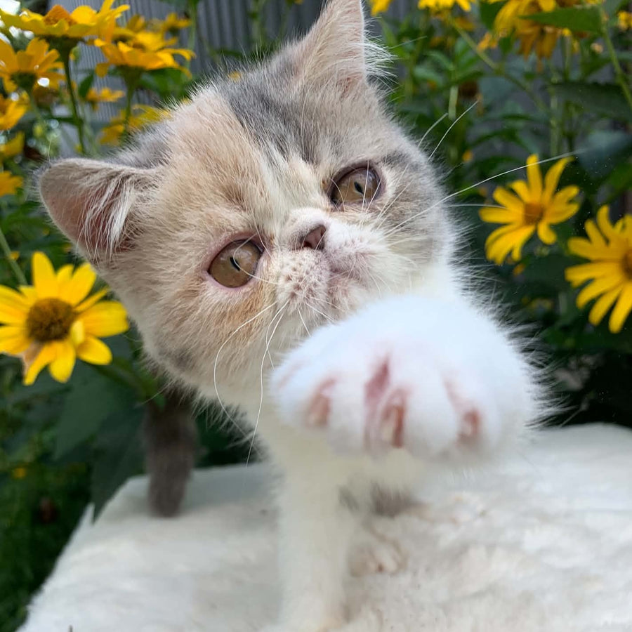 Milashka Exotic female, blue tortie tabby bicolour