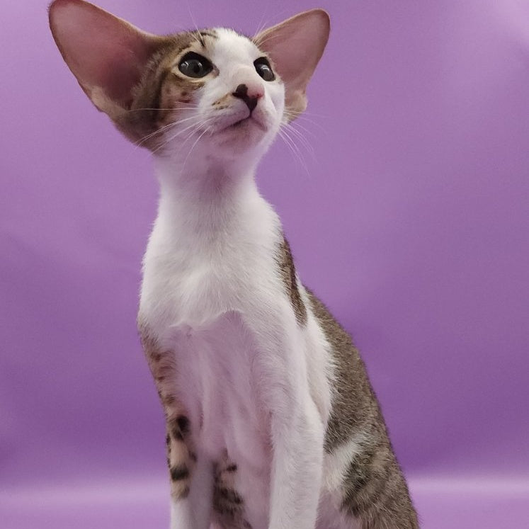 Winston Oriental Shorthair male, chocolate spotted tabby bicolour