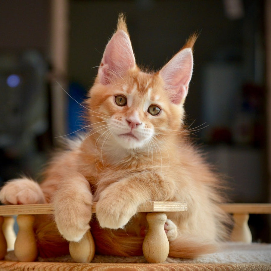 Ylariel Maine Coon male, red ticked tabby