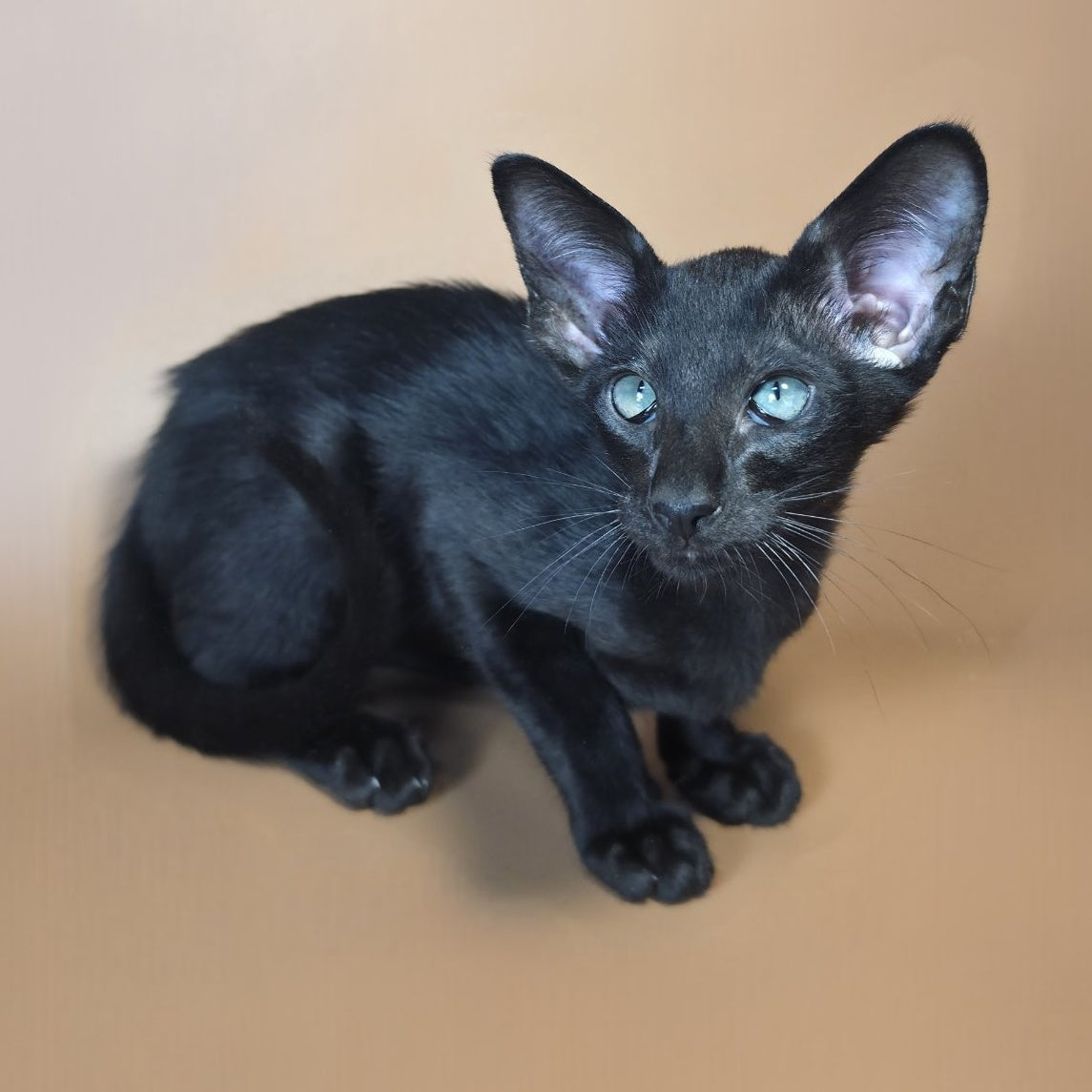 Lupin Siamese male, black