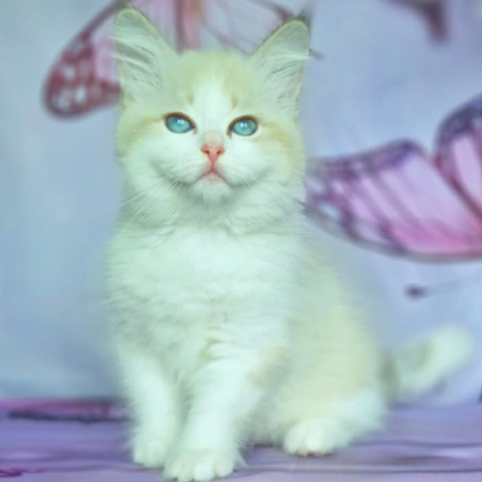 Eddie Siberian male, blue bicolour tabby pointed