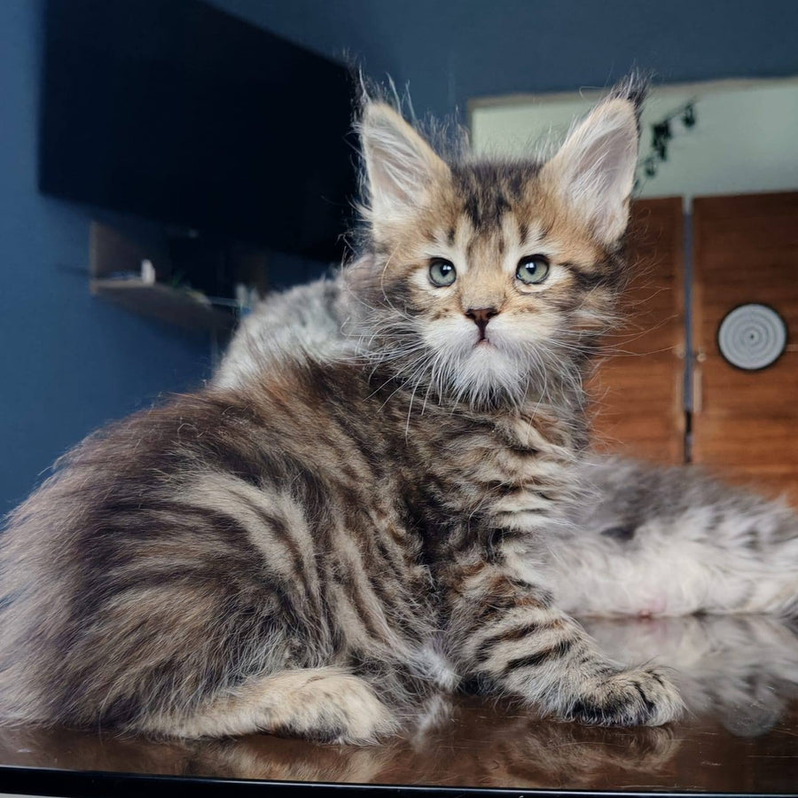 Sara Maine Coon polydactyl 7x7x6x6 female, black tortie spotted tabby