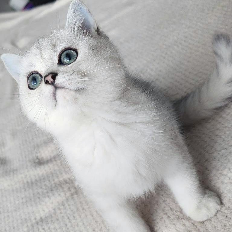 Illarion British Shorthair male, black silver shaded