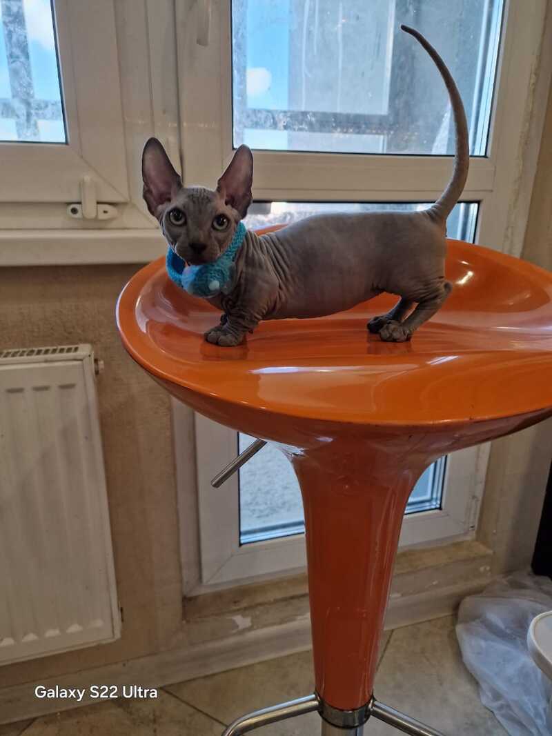 Baron Bambino male blue - live animals