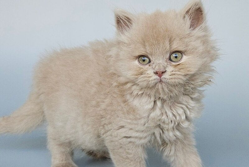 Angel British Longhair male, fawn