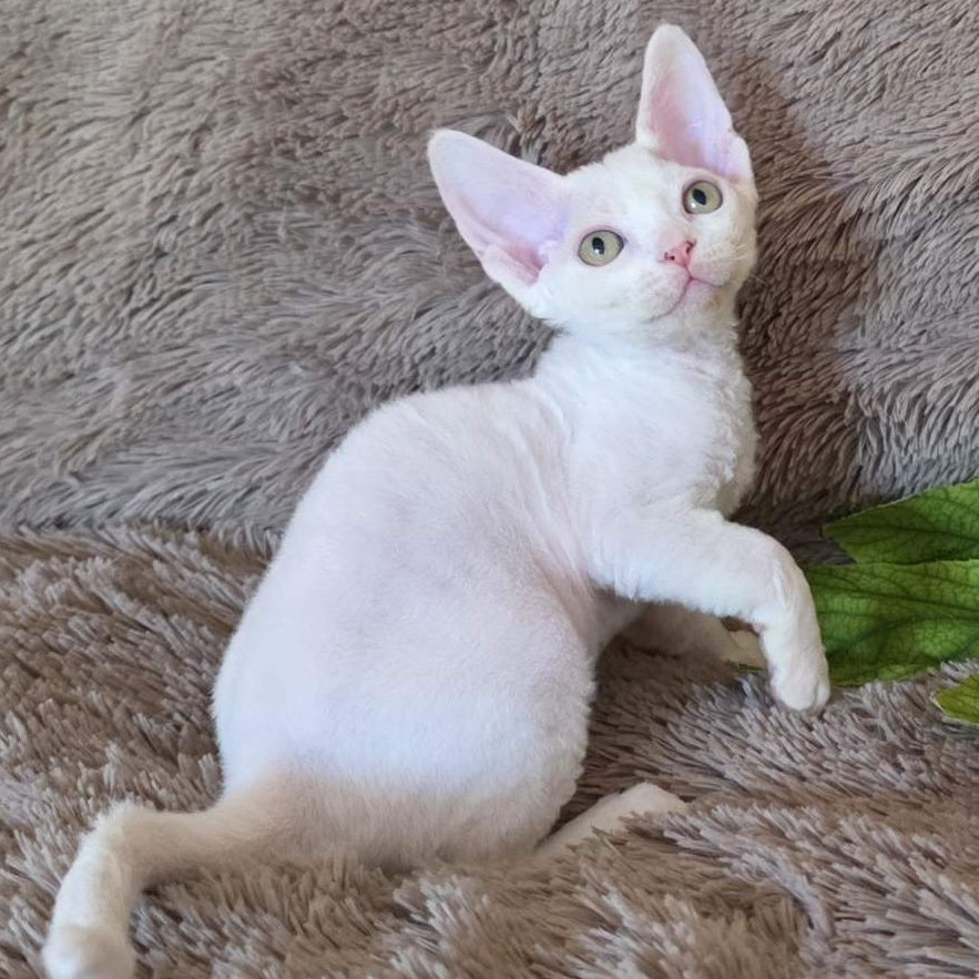 Waikiki Devon Rex female, white