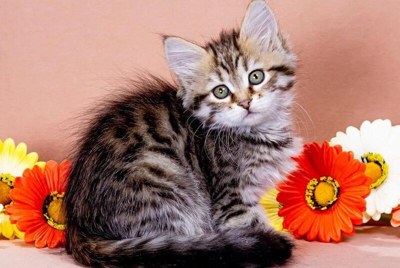 Dasha Siberian female black spotted tabby - live animals
