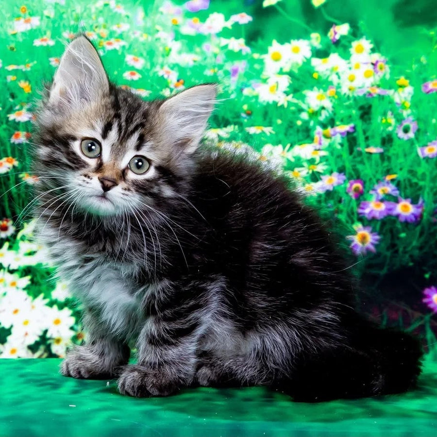 Zador Siberian male, black tabby