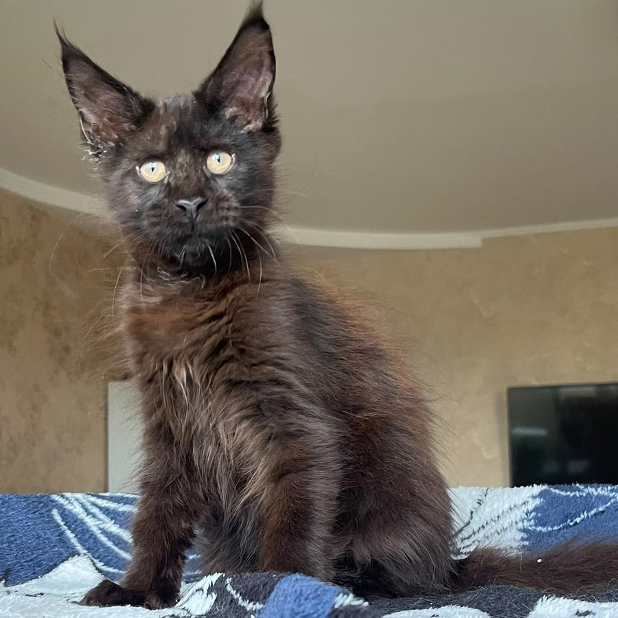 Joli Maine Coon female, black