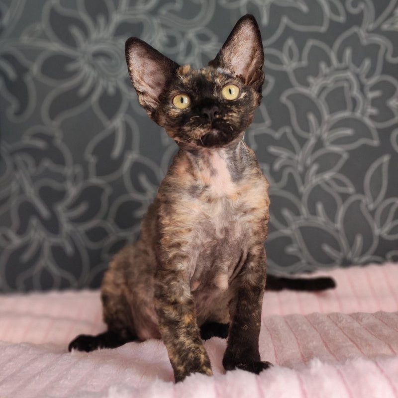 Chelsea Devon Rex female, black tortie