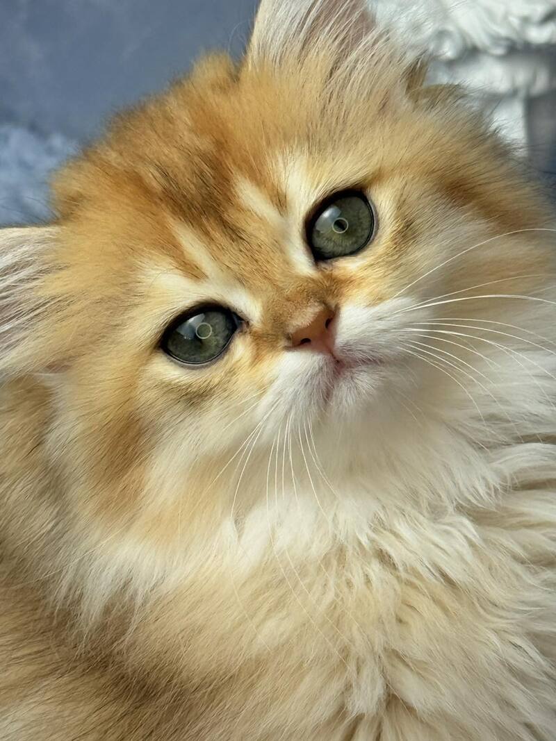 Dasha Scottish Straight female black golden shaded - live animals