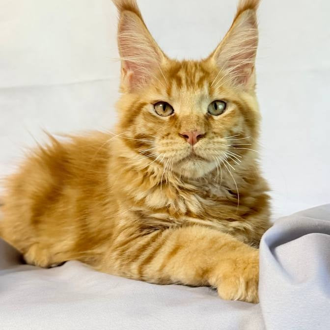 Hermes Maine Coon male, red