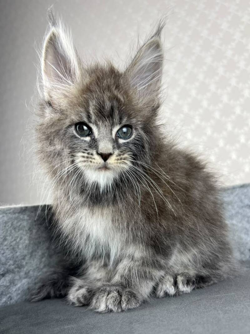 Pop Star Maine Coon male, blue tabby
