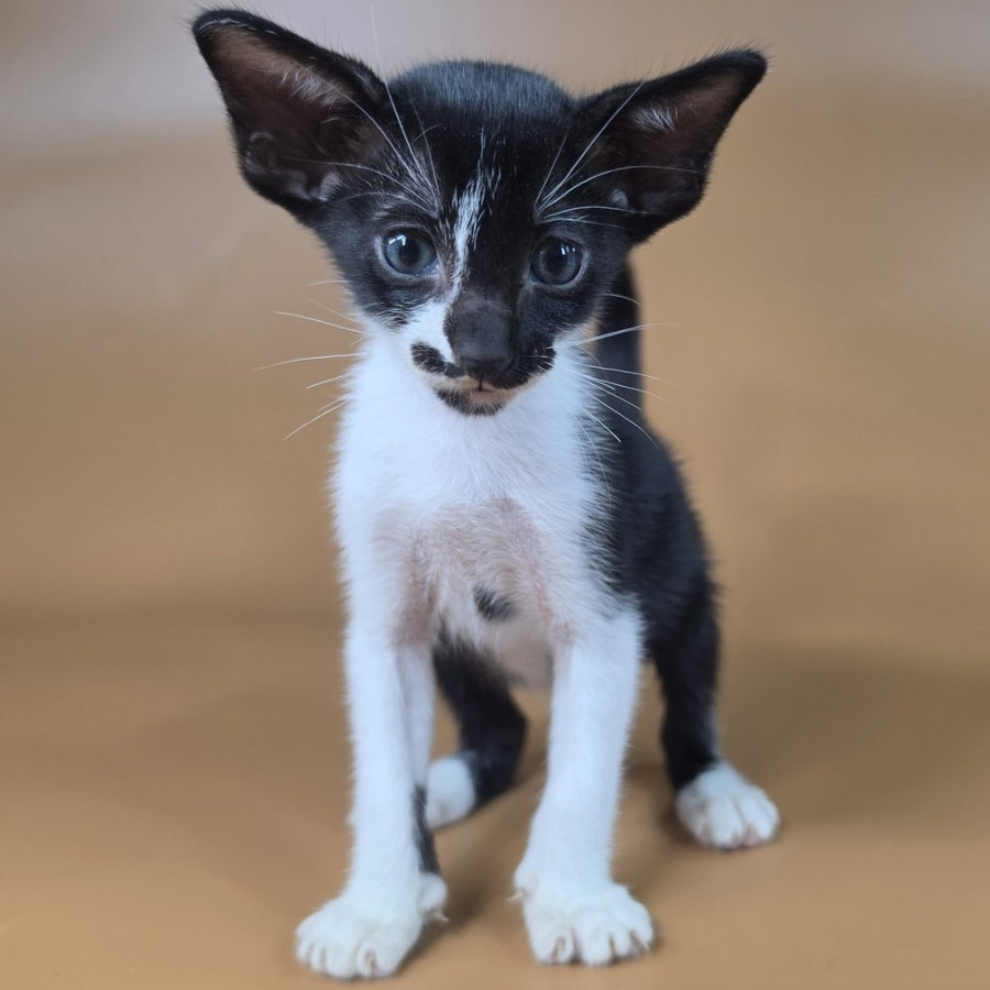 Dreamcake Oriental Shorthair female, black bicolour