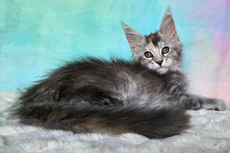 Psychea Maine Coon female, black tortie silver ticked tabby