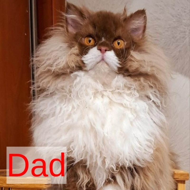 Platosha Selkirk Rex male, red silver bicolour