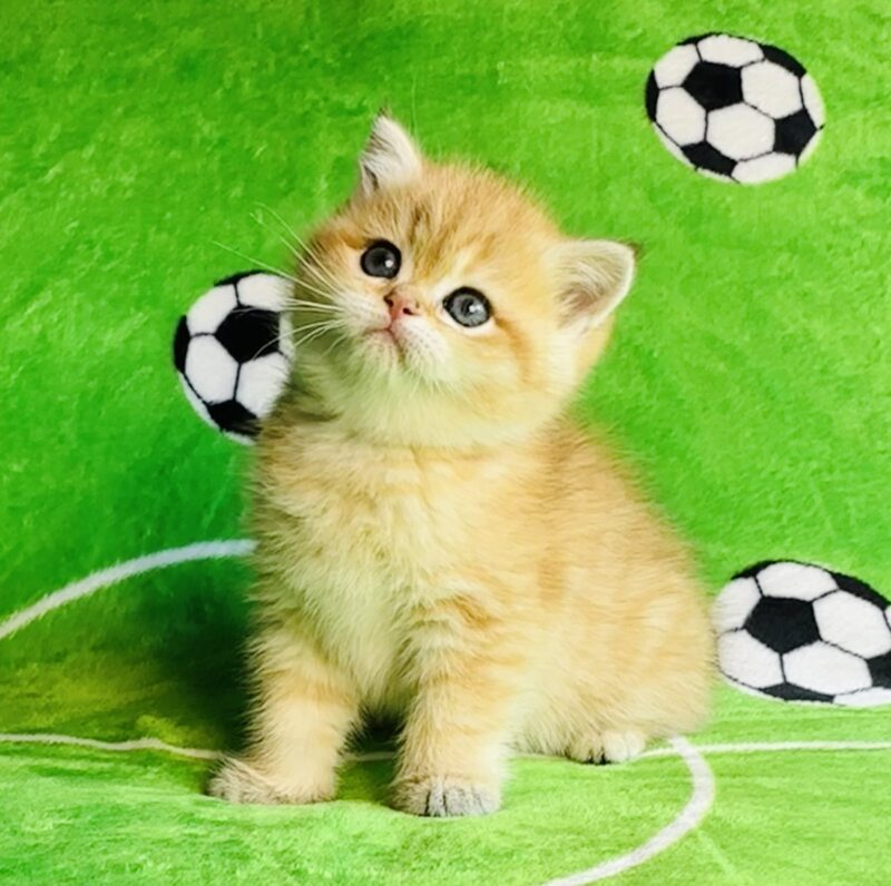 Cosmos British Shorthair male black golden spotted tabby - live animals