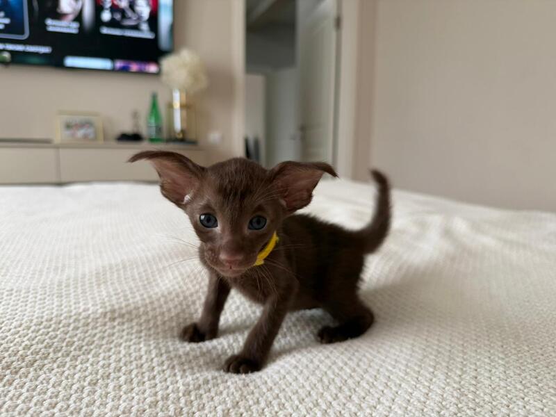Adele Oriental Shorthair female chocolate - live animals