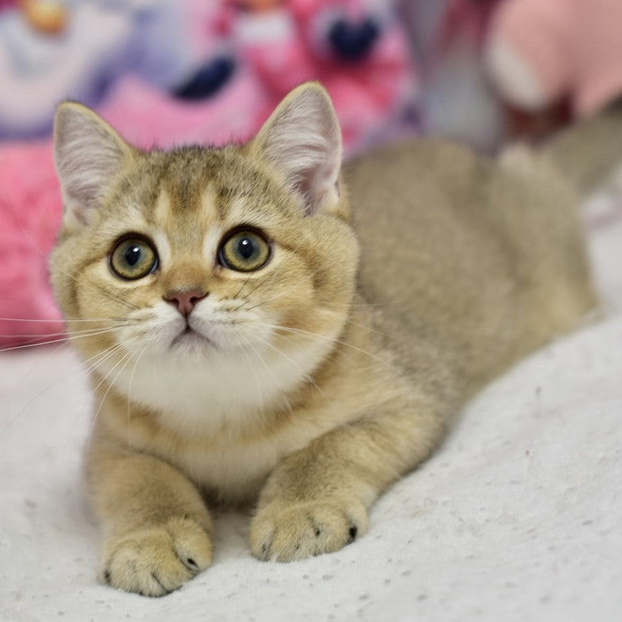 Felix British Shorthair male, black golden ticked tabby