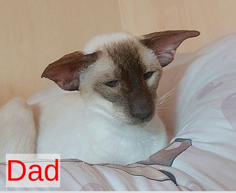 Yuvelir Siamese male, cinnamon