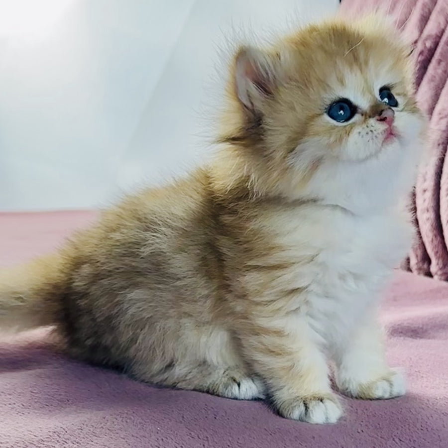 Jasmine British Longhair female, black golden spotted tabby