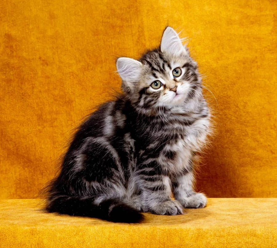 Kira Siberian female, black tabby