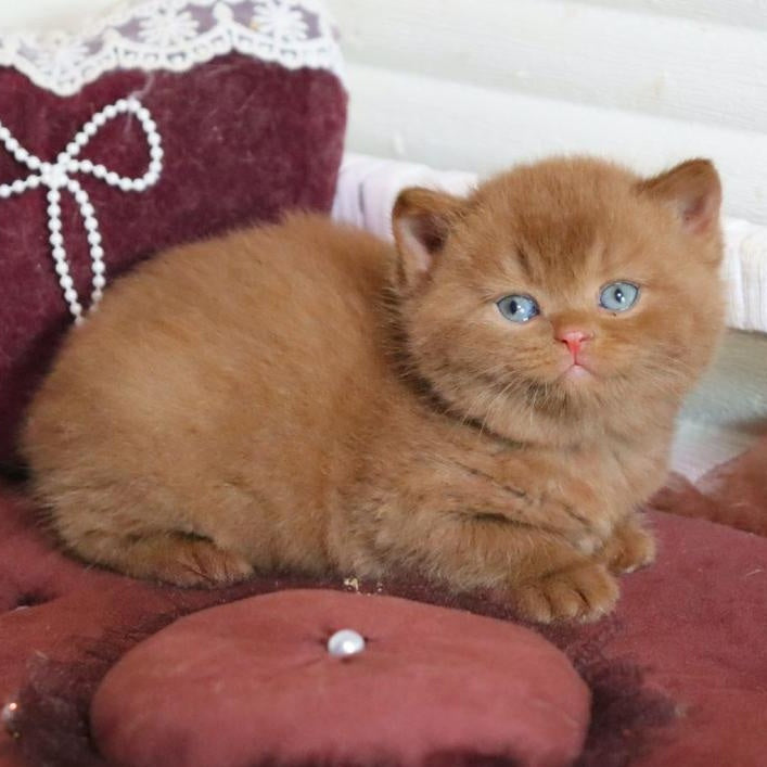 Redmy British Shorthair female, cinnamon