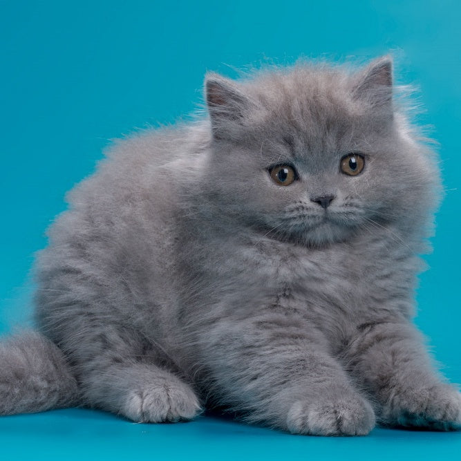 Ricky British Longhair male, blue