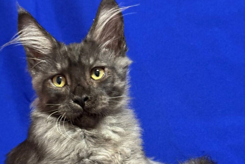 Banny Maine Coon male, black silver