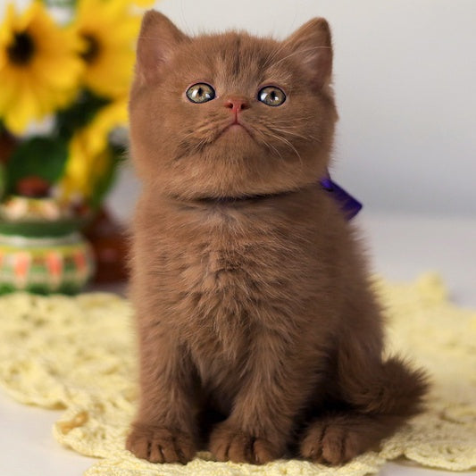 Martin British Shorthair male, cinnamon