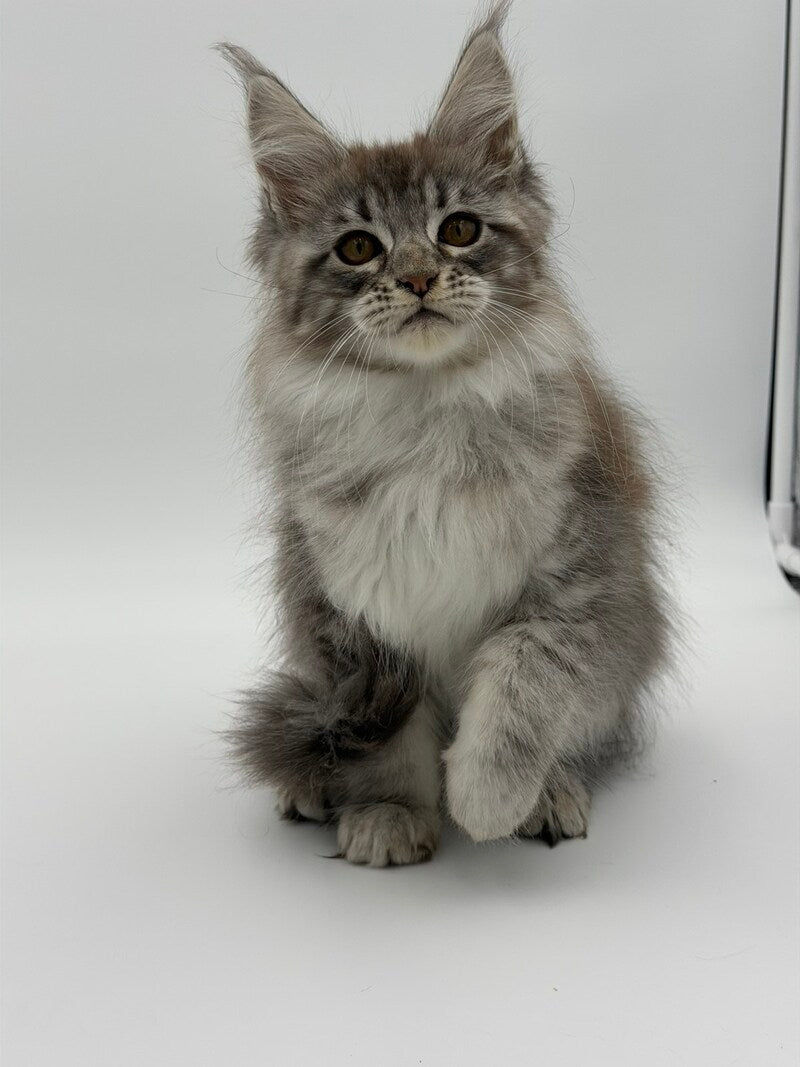 Katu Maine Coon male black silver tabby - live animals