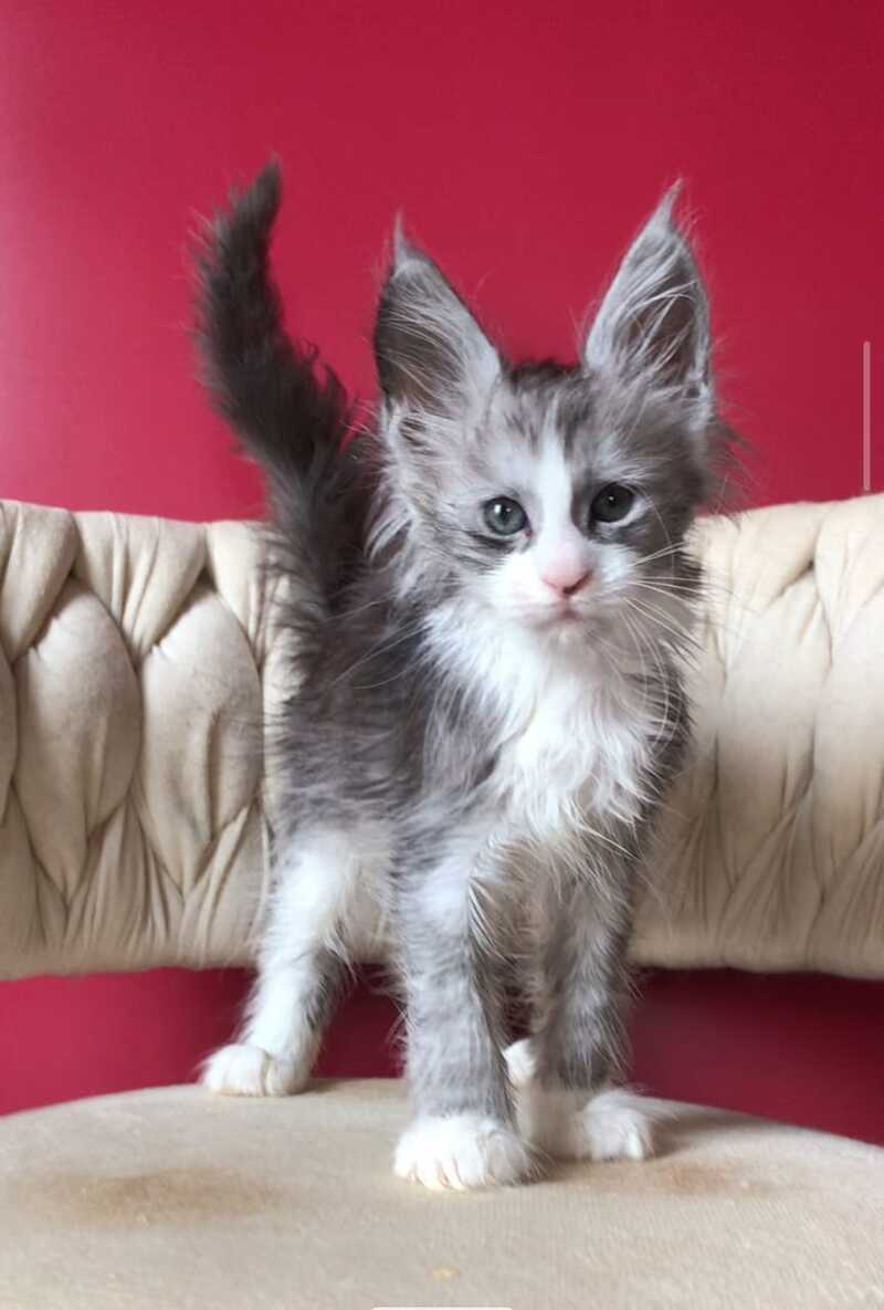 Yan Maine Coon male black silver bicolour - live animals