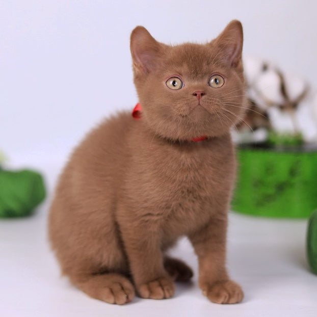 Lily British Shorthair female, cinnamon