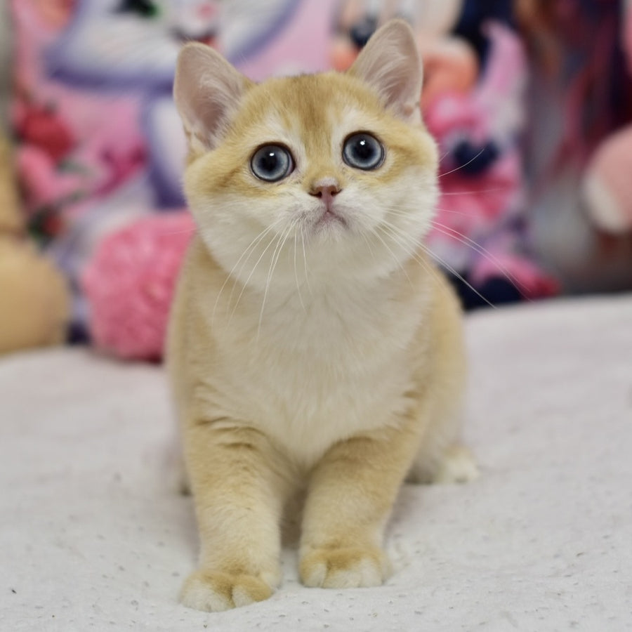 Ferrero British Shorthair male, black golden shaded
