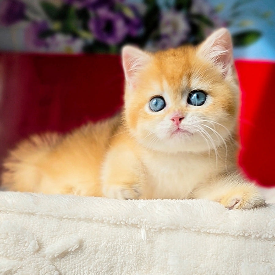 Tiffany British Shorthair female, black golden chinchilla