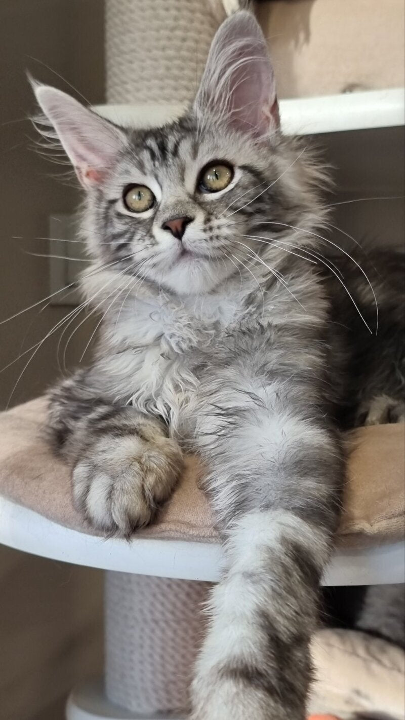 Clinta Maine Coon female black silver tabby - live animals