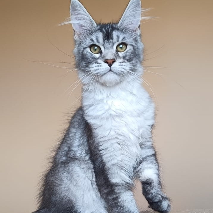 Danessa Maine Coon female, black silver ticked tabby