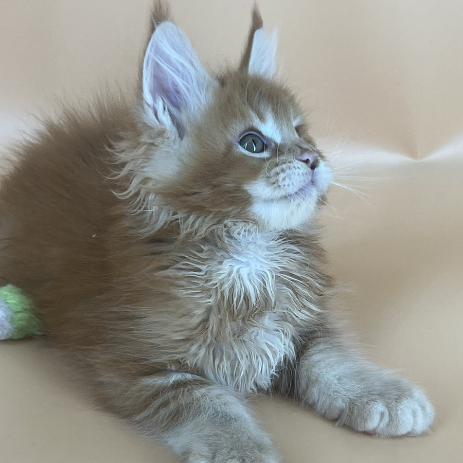 Brahms Maine Coon male, red tabby