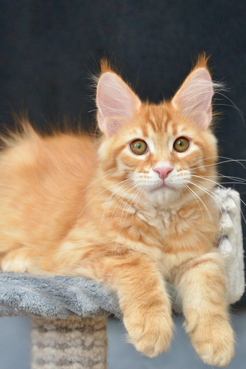 Velvet Maine Coon male red tabby - live animals