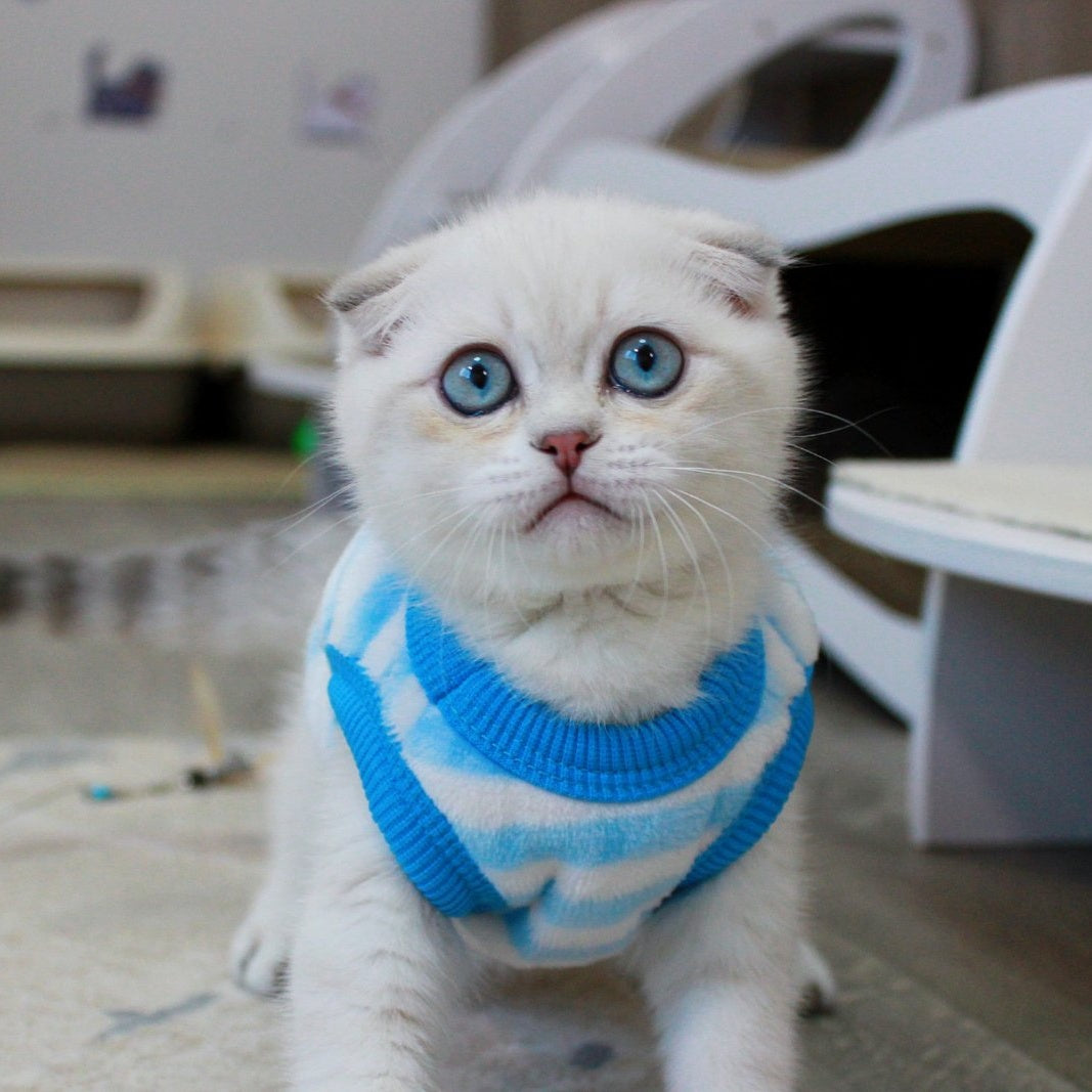 Paris Scottish Fold male, blue golden shaded pointed