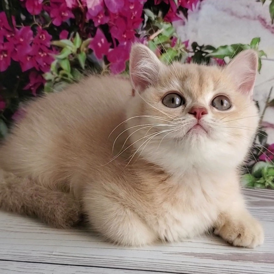 Alan British Shorthair male, lilac golden shaded