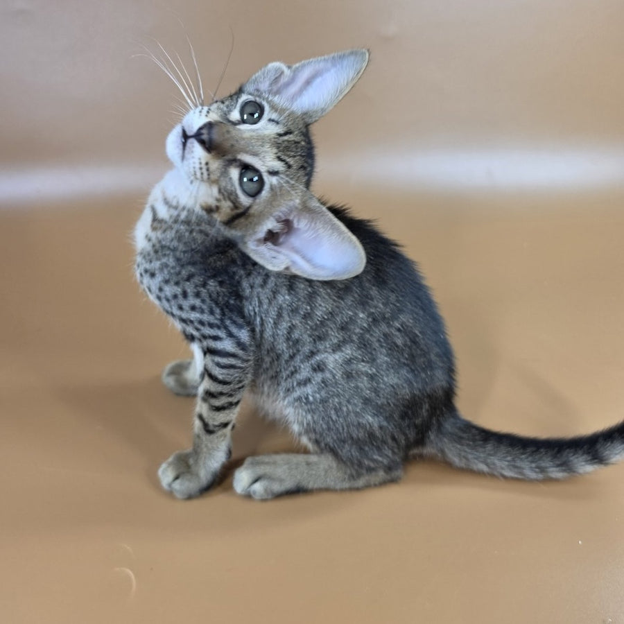 Yvette Oriental Shorthair female, black spotted tabby