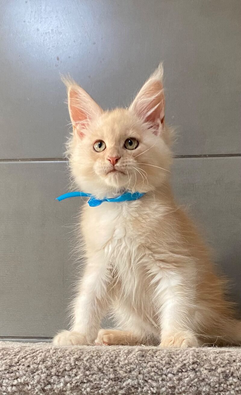 Wakayama Maine Coon male, cream silver tabby