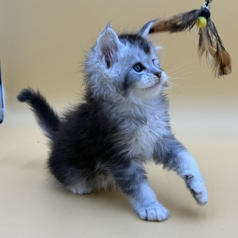 Hofi Maine Coon male, black silver ticked tabby
