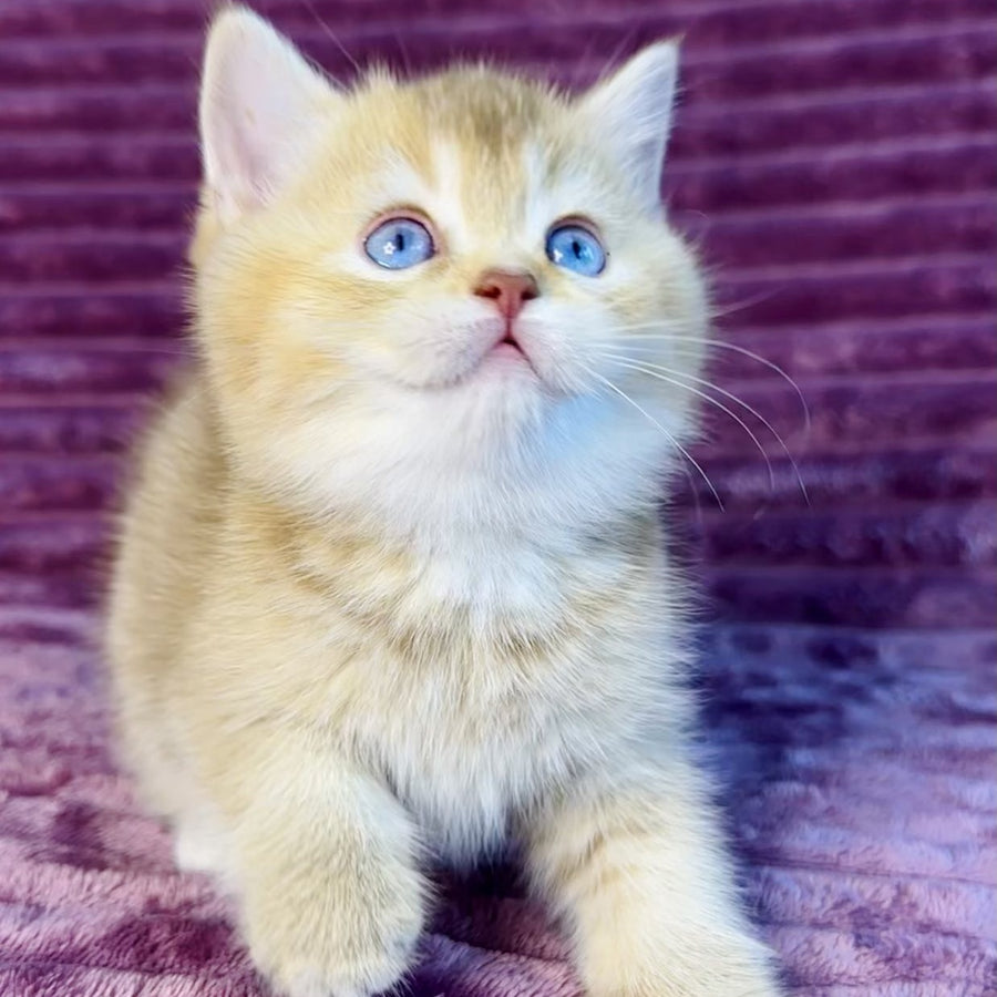 Eden British Shorthair female, cinnamon golden shaded with white