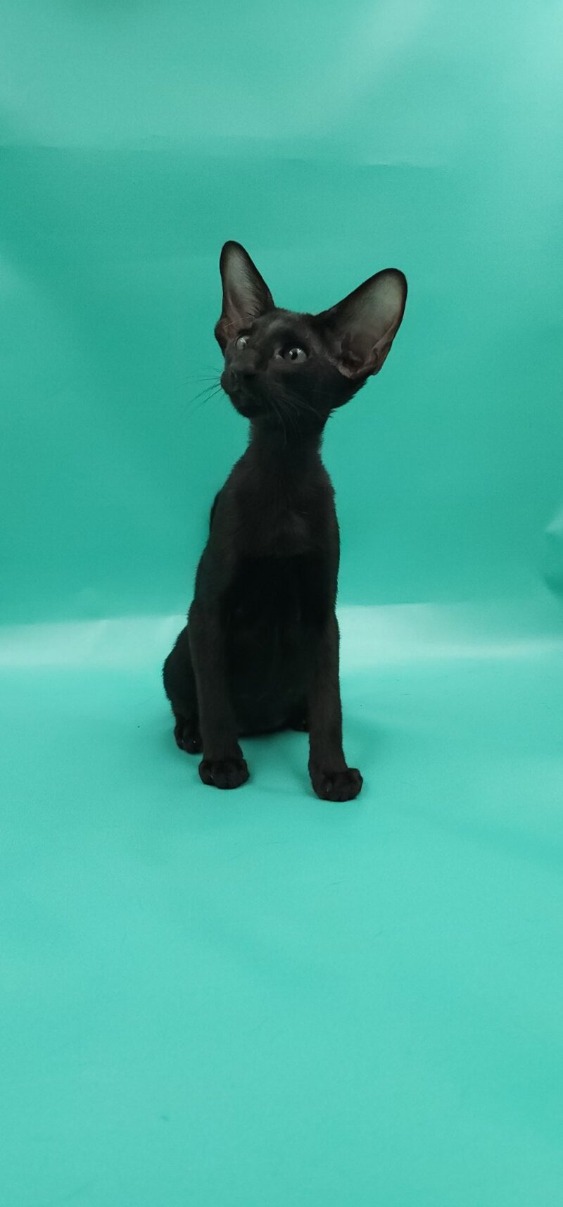 Romeo Oriental Shorthair male, black