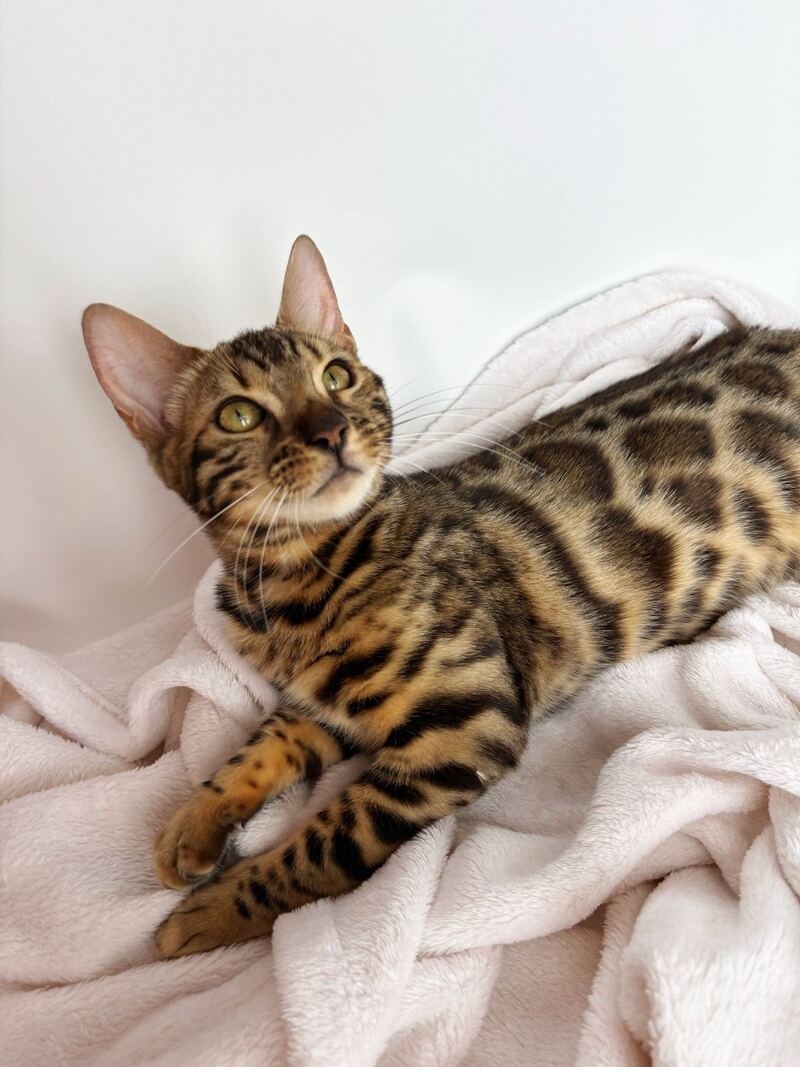 Lola Bengal female black spotted tabby - live animals