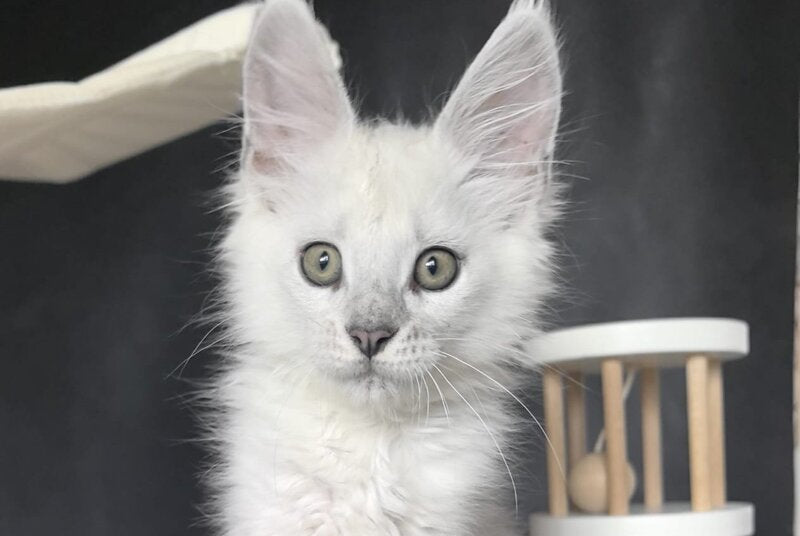 Uran Maine Coon polydactyl male, black silver shaded